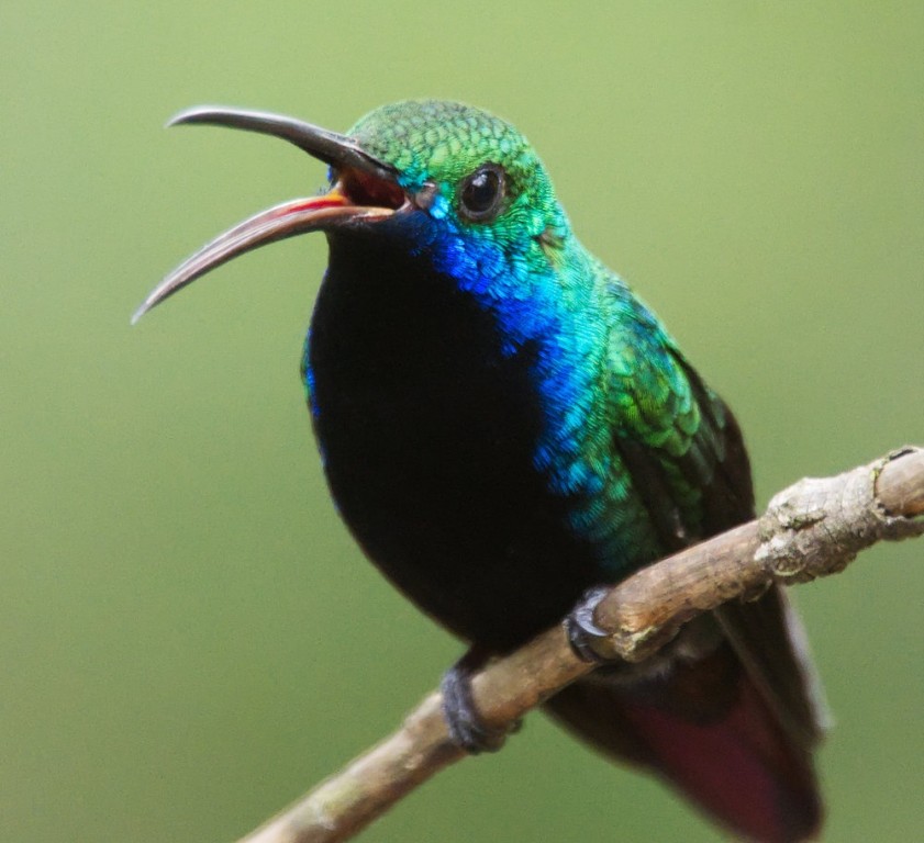 beija-flor-de-garganta-preto curiosidades