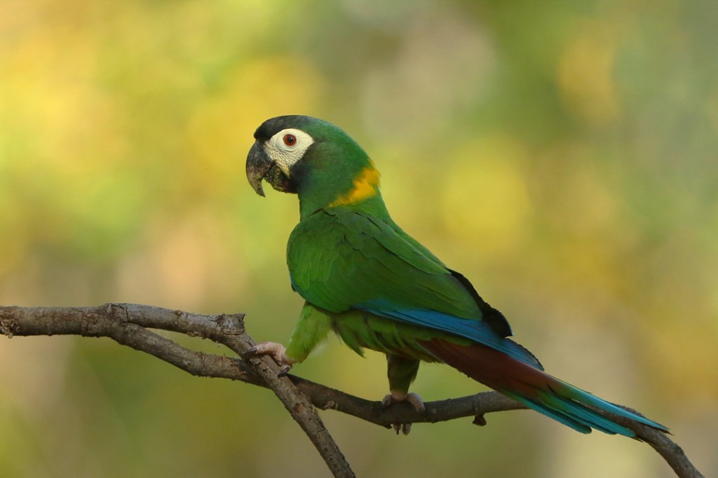 caracteristicas da arara de colarinho amarelo