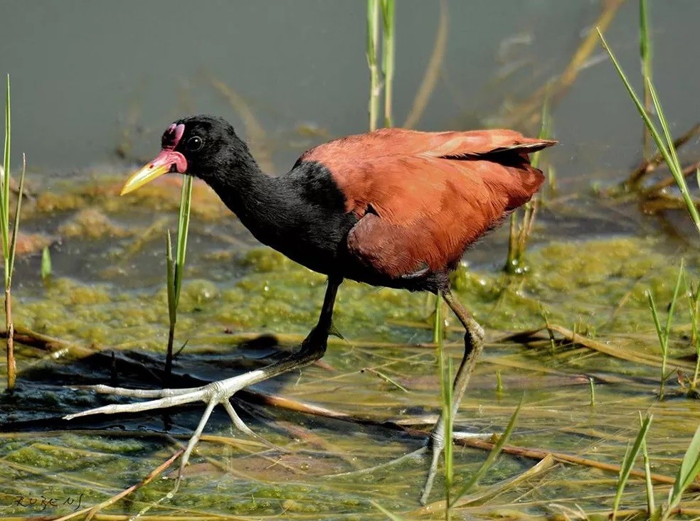 caracteristicas da jacana