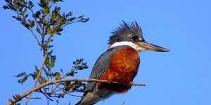 caracteristicas do caracaxa