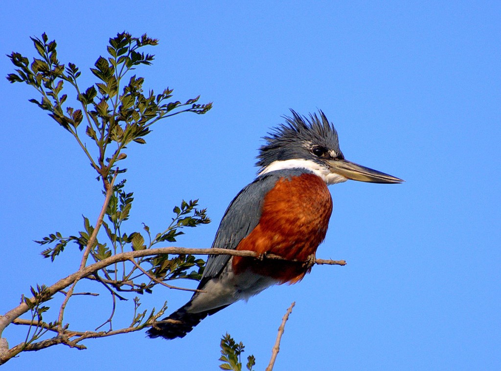 caracteristicas do caracaxa