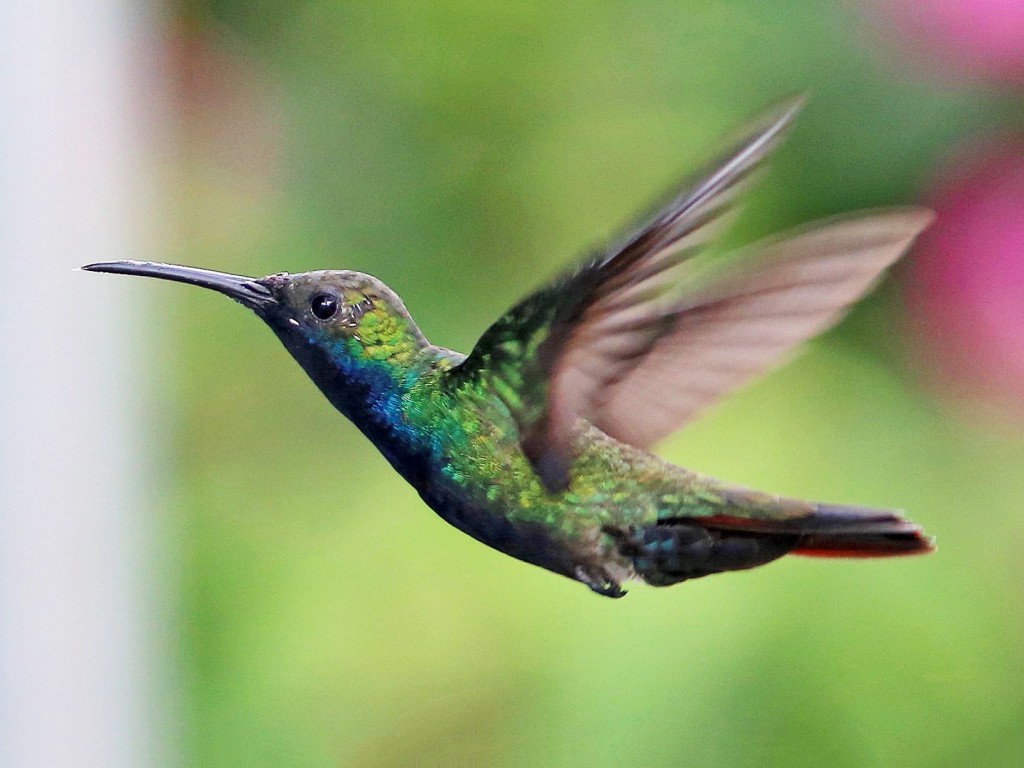 como atrai o beija-flor-de-garganta-preto