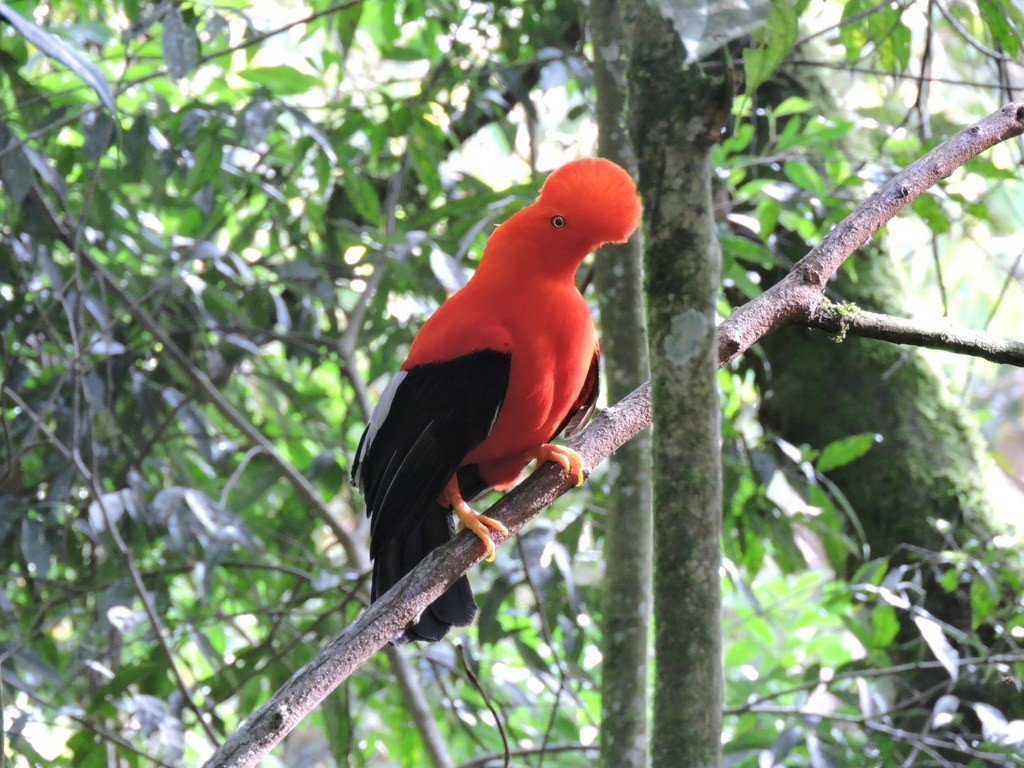 galo da serra