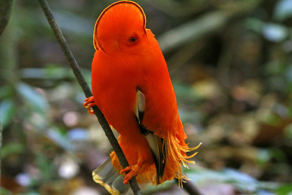 galo da serra