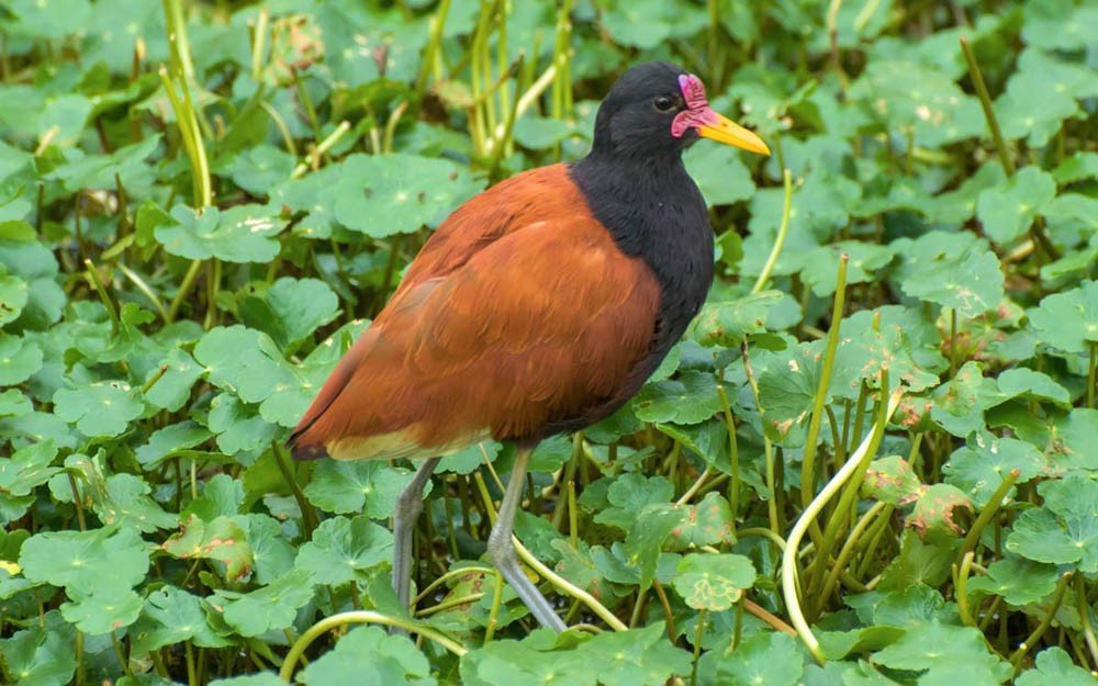 jacana 