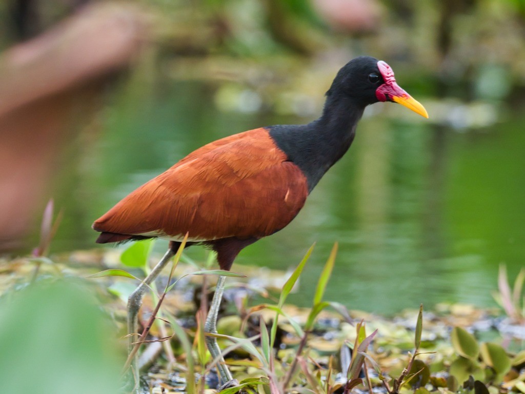 jacana 