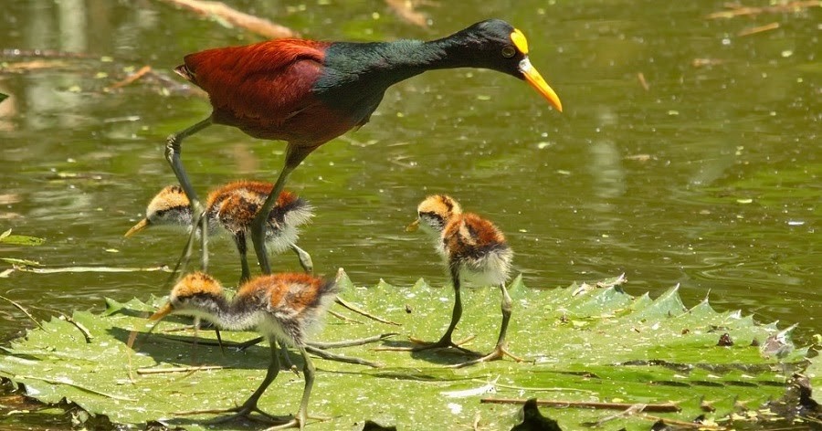 jacana 