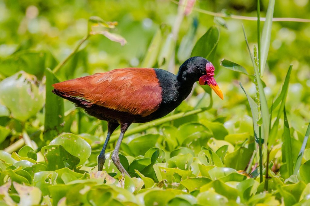 jacana 