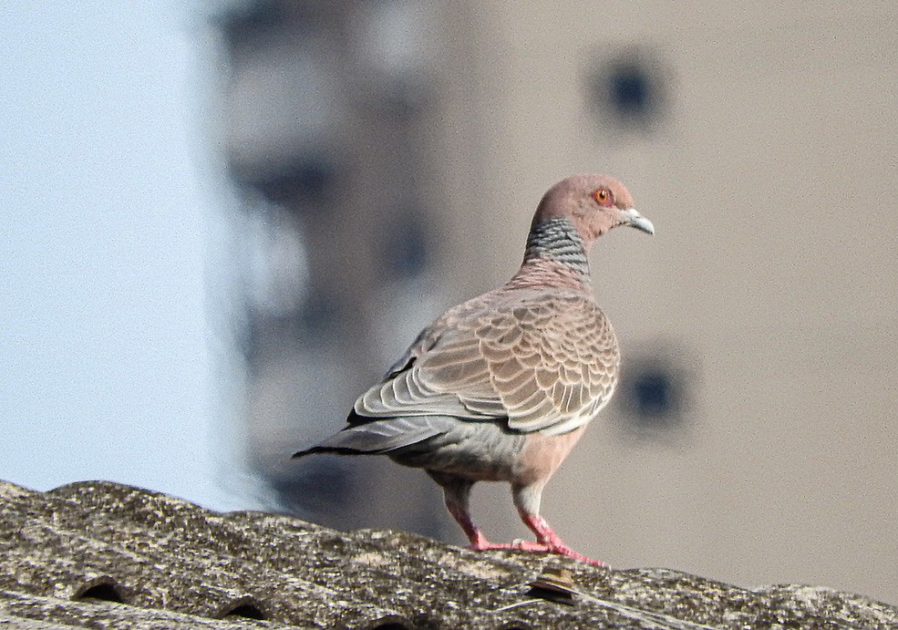 pomba asa branca