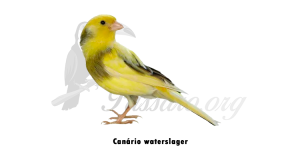 canario waterslager