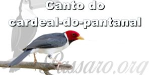 Canto do cardeal-do-pantanal