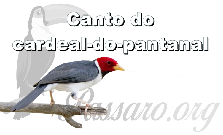 Canto do cardeal-do-pantanal