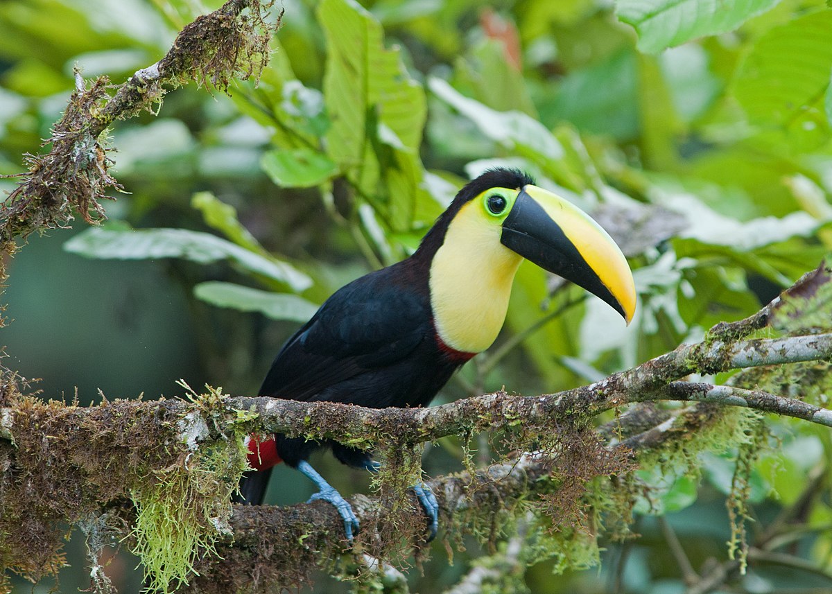 tucano choco