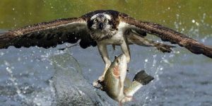 aguia-pescadora