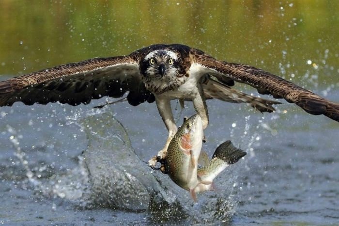 aguia-pescadora