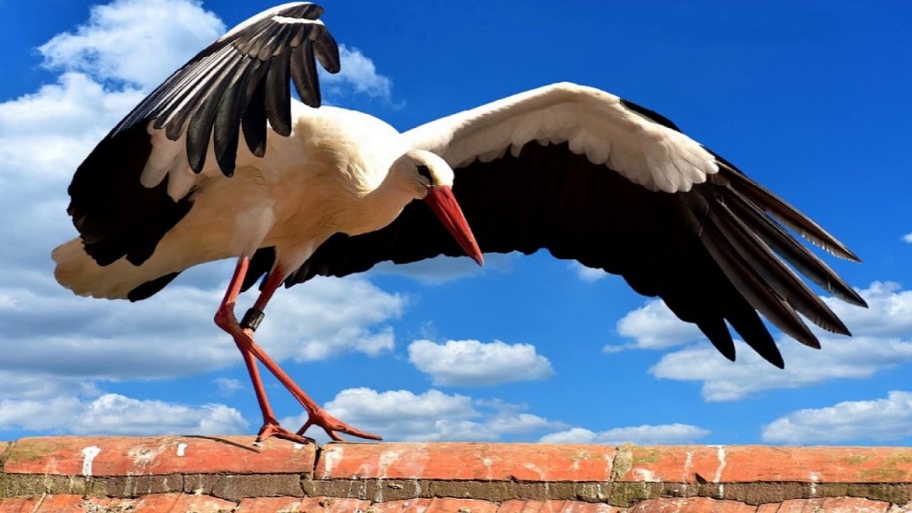 alimentacao da cegonha