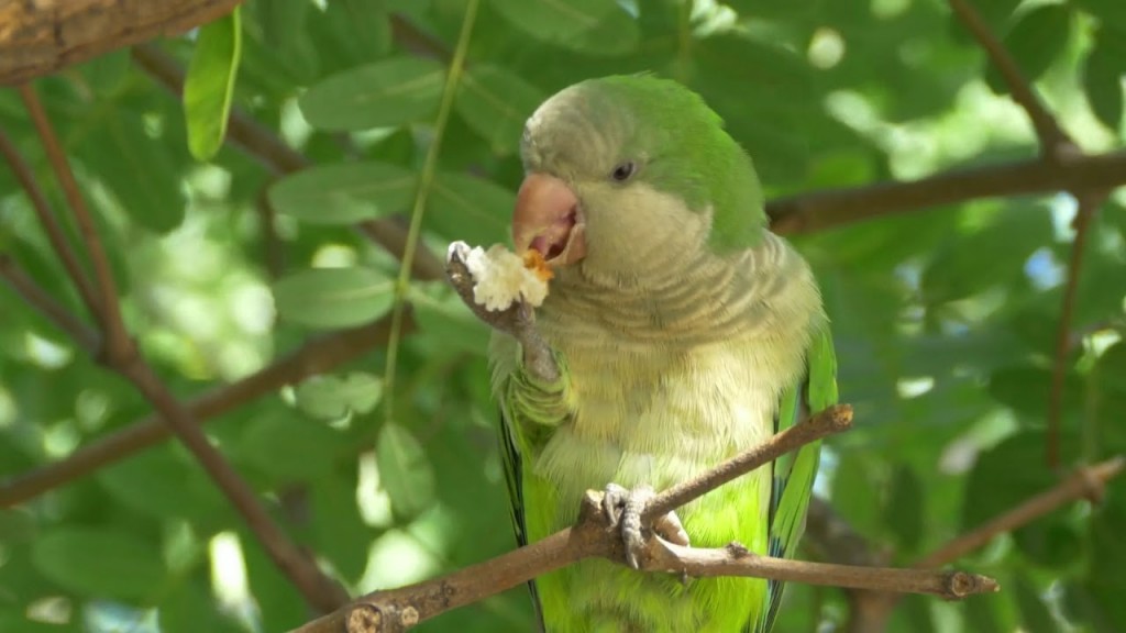 alimentacao da cocota