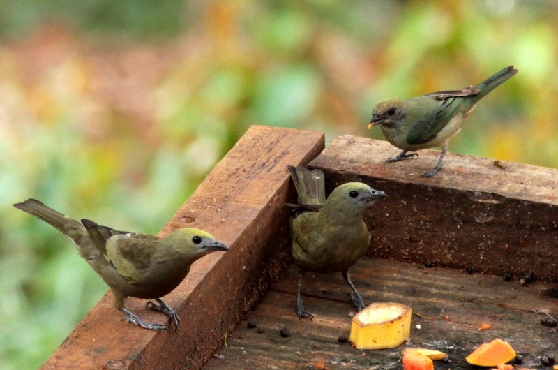 alimentacao da pipira verde