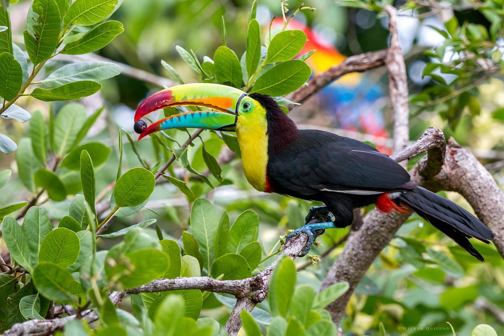 alimentacao do tucano-de-bico-arco-iris