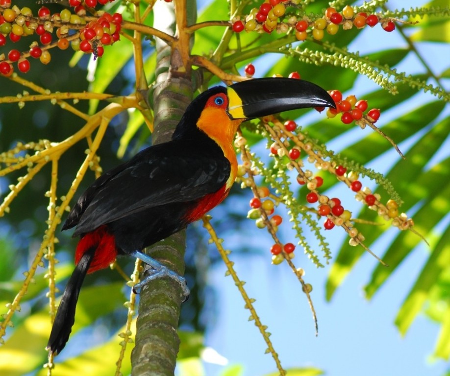 alimentacao do tucano-de-bico-preto