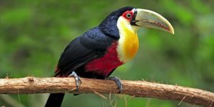 alimentacao do tucano-de-bico-verde