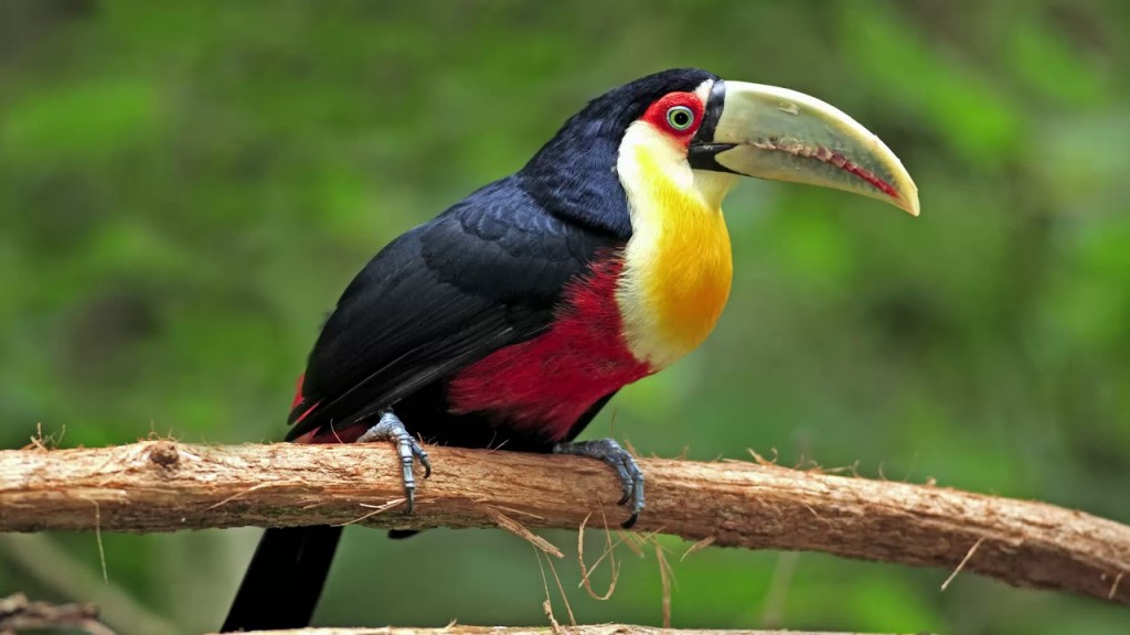 alimentacao do tucano-de-bico-verde