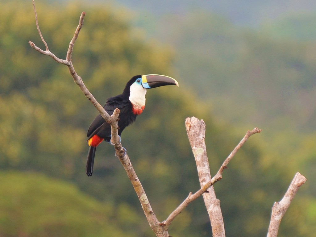 alimentacao do tucano-grande-de-papo-branco