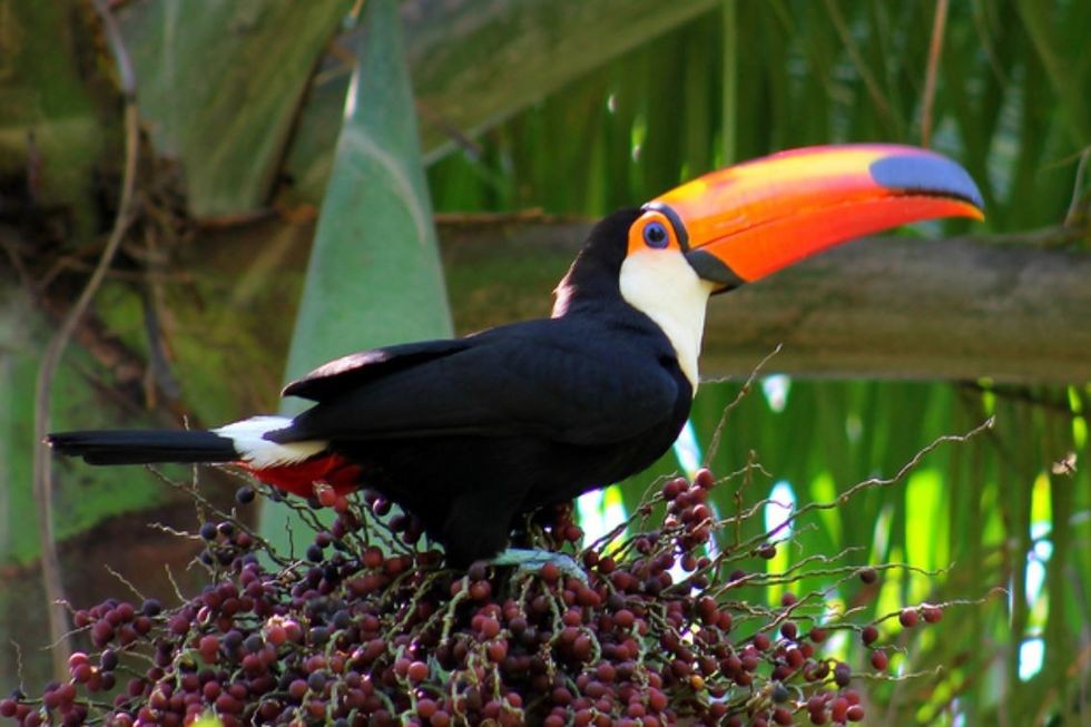 alimentacao do tucano-toco