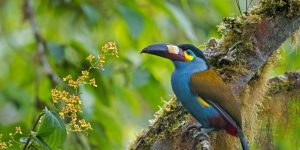 ameacas do tucano andino