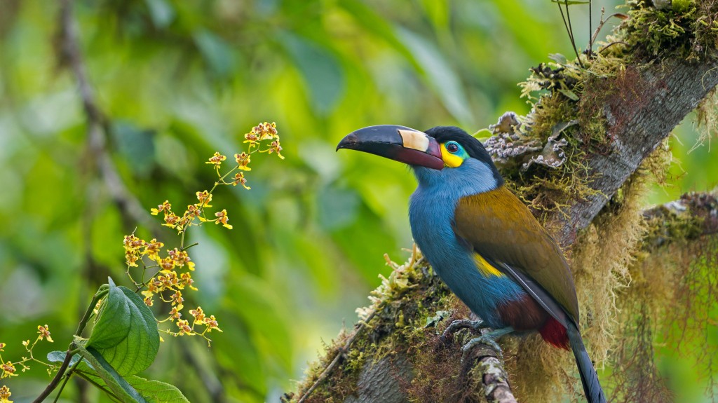 ameacas do tucano andino