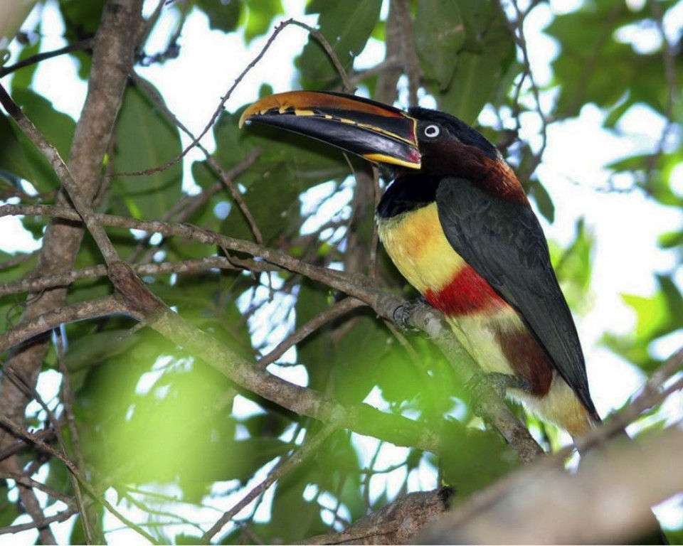 aracari-castanho