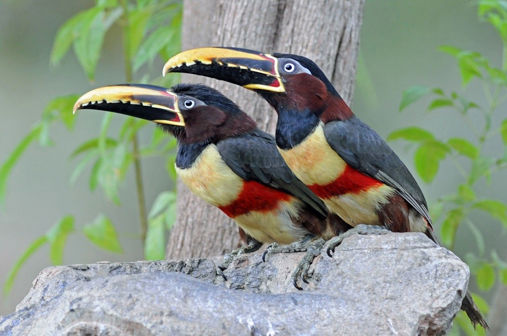 aracari-castanho