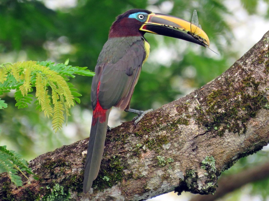 aracari-castanho