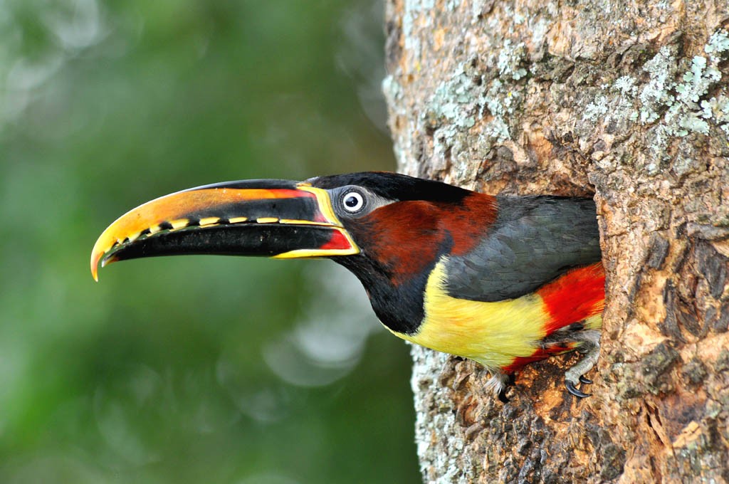 aracari-castanho