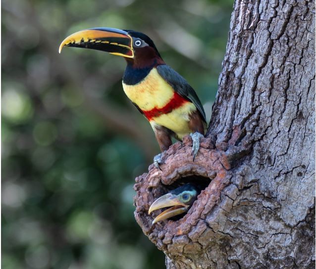 aracari-castanho