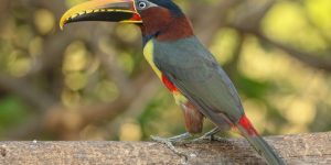 aracari-castanho