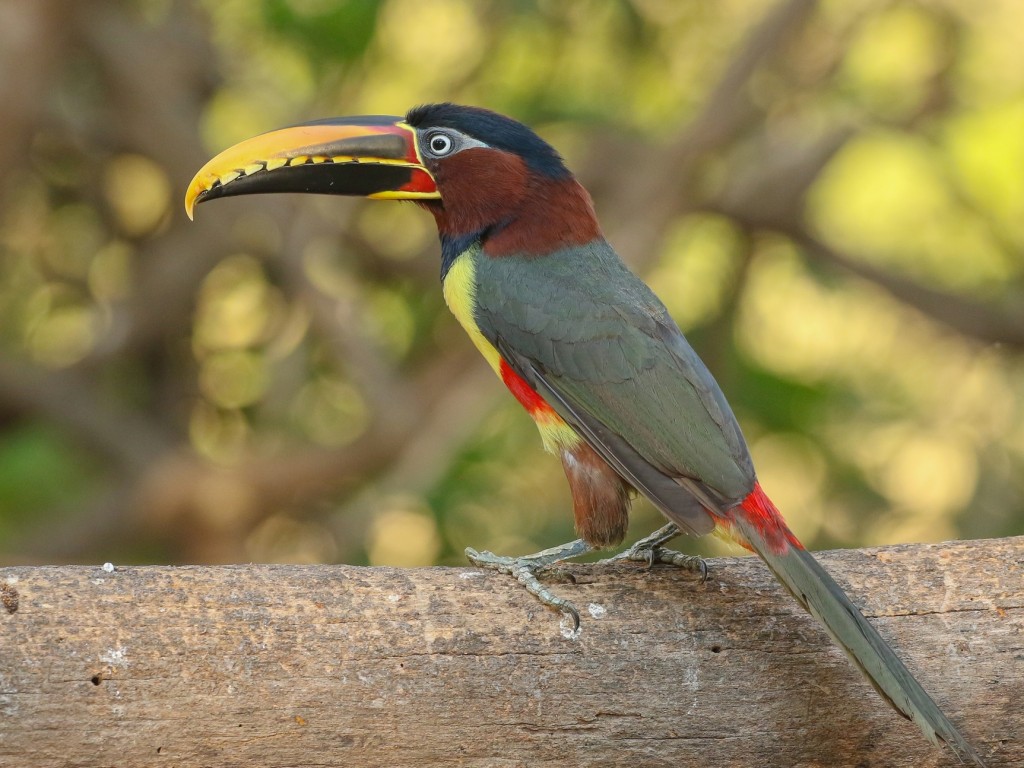 aracari-castanho