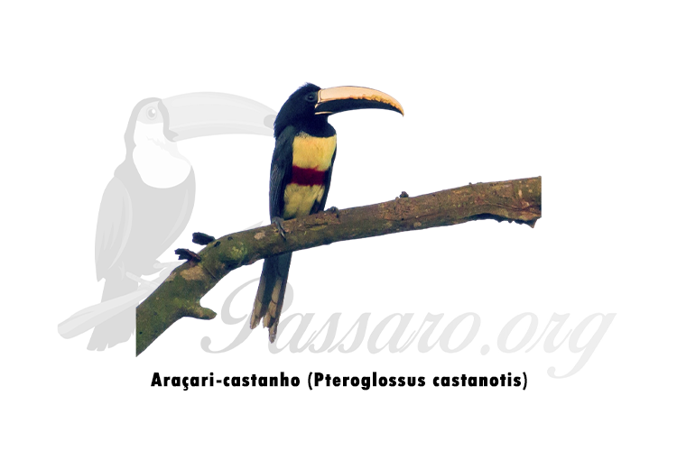 aracari-castanho (pteroglossus castanotis)