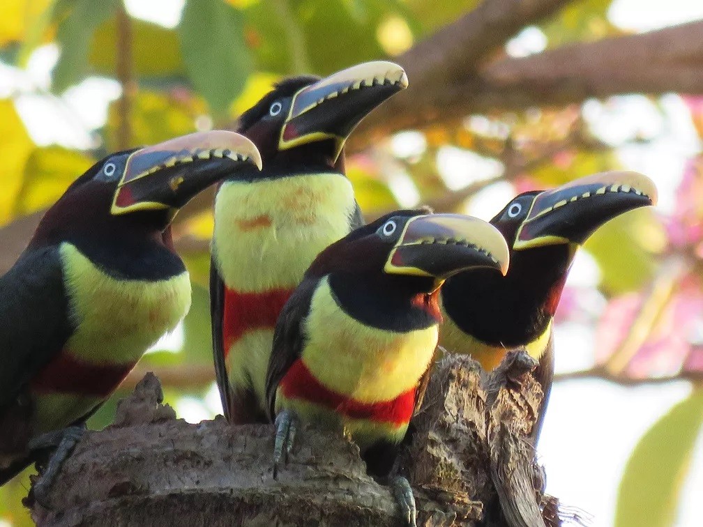 aracari-castanho