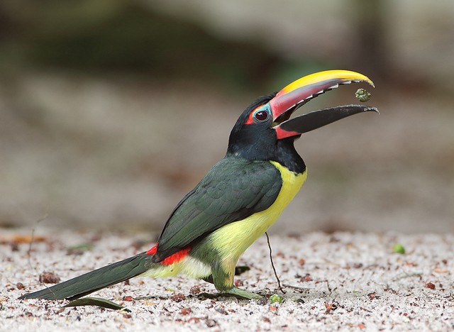 aracari-miudinho