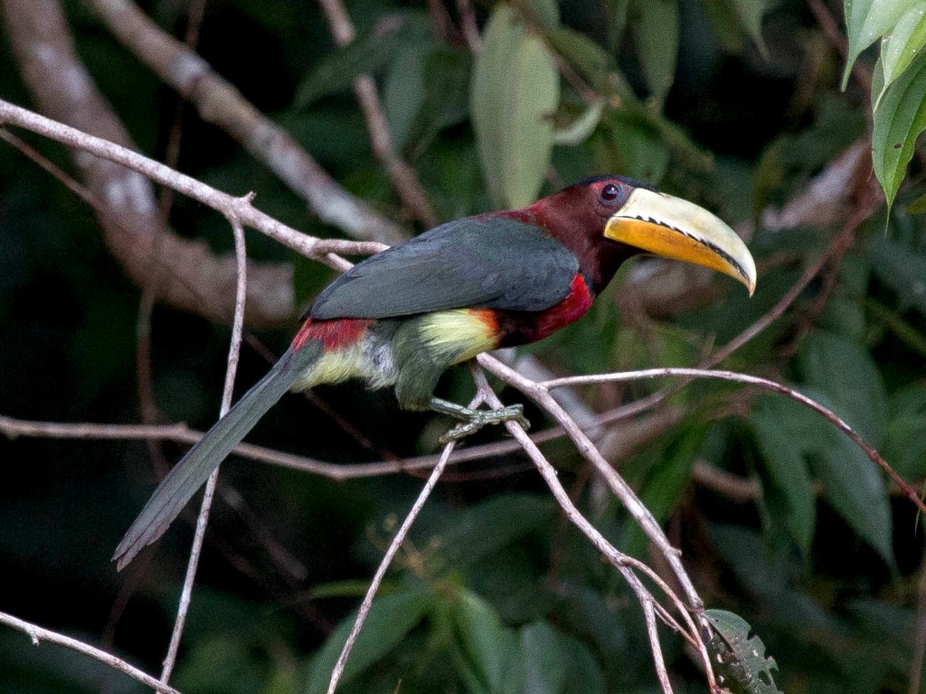 aracari-miudinho