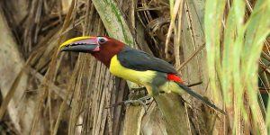 aracari-miudinho