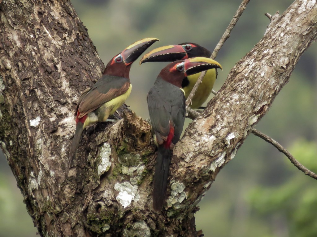 aracari-miudinho