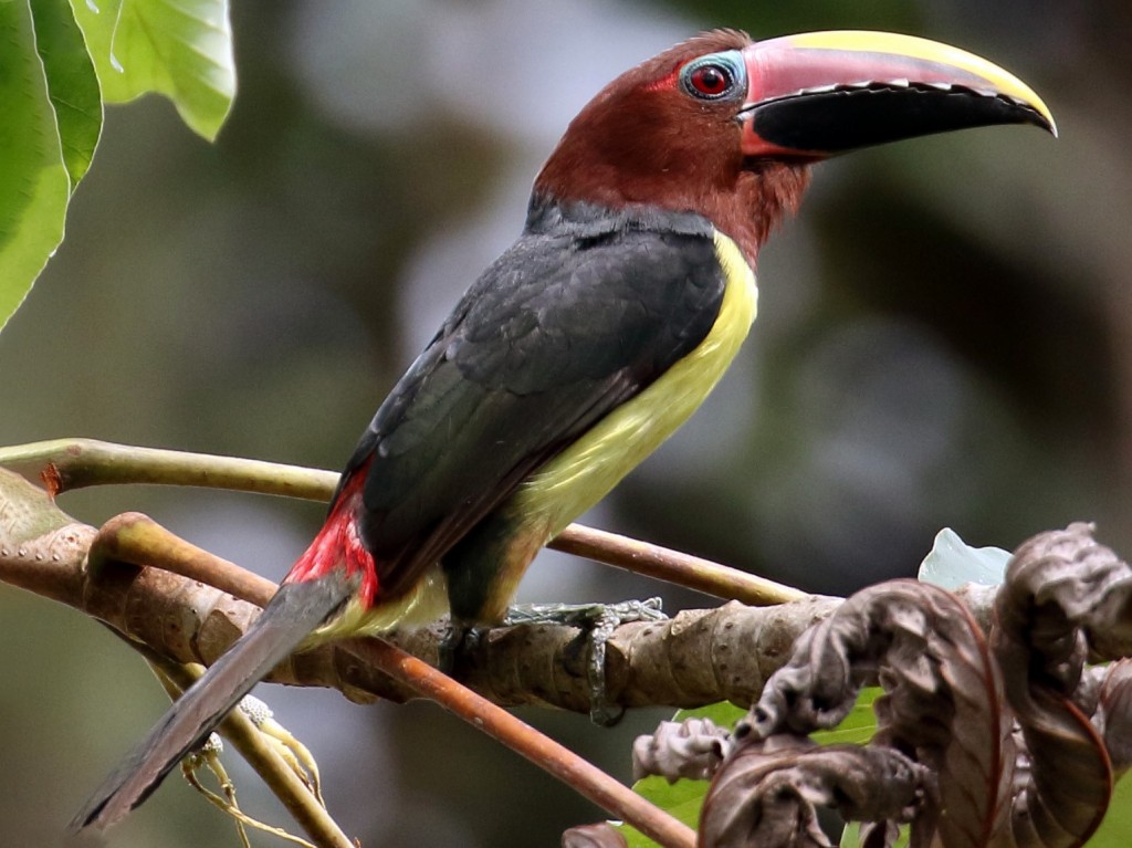 aracari-miudinho