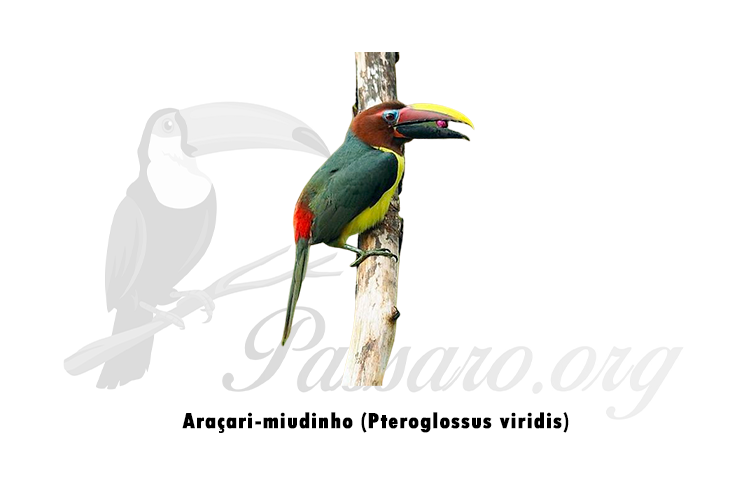 aracari-miudinho (pteroglossus viridis)