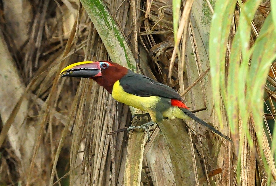 aracari-miudinho