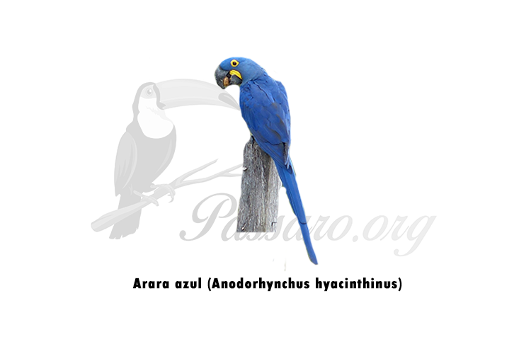 arara azul (anodorhynchus hyacinthinus)