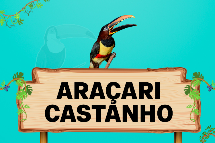 araçari castanho