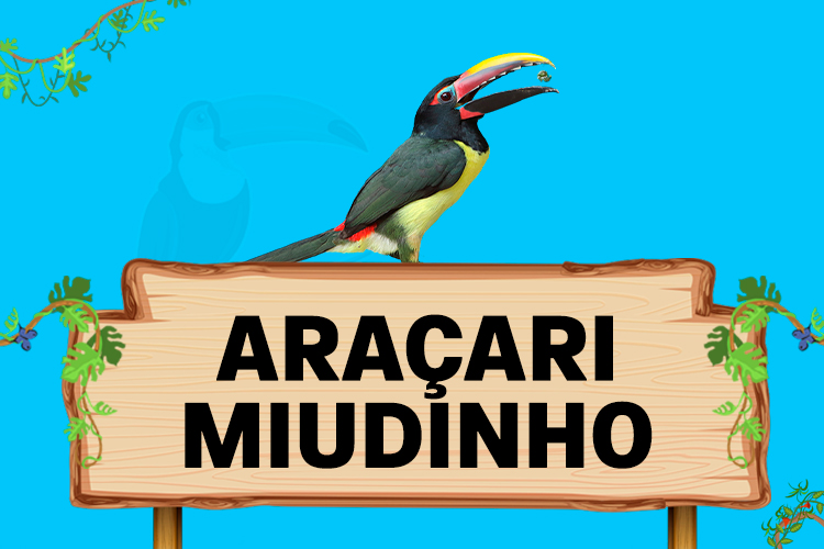 araçari miudinho