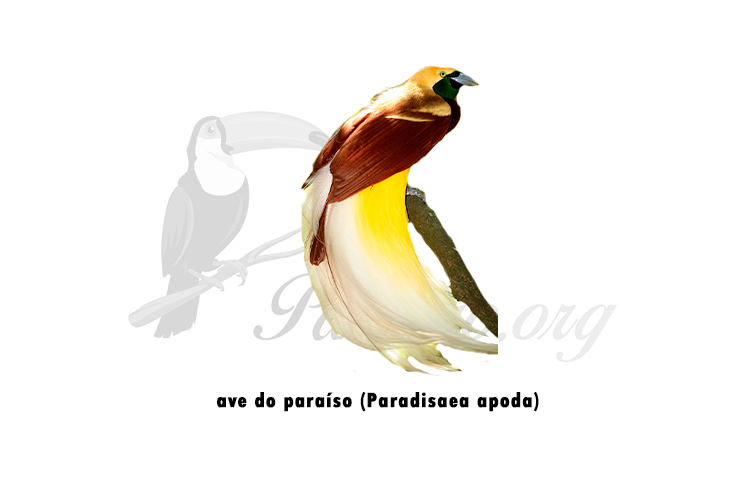 ave do paraiso (paradisaea apoda)